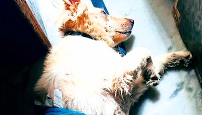 How pet dogs saved 2 sisters from attack by Ghaziabad neighbours