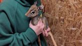 U.K. Zoo Welcomes 'Teenie' Dik-Dik Antelope Baby: 'Another Helping of Cuteness'