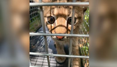 'Not your typical porch pirate': Bobcat kitten found at Round Rock home