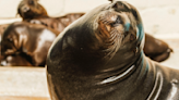 Freeway the sea lion, known for wandering around San Diego, has died