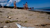 Small, silvery fish are washing up along Lake Michigan beaches. Here's why alewife die-offs are a fact of life each summer