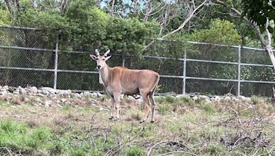 麟洋配奪金 北市動物園推合照羚羊送禮台東跟進 (圖)