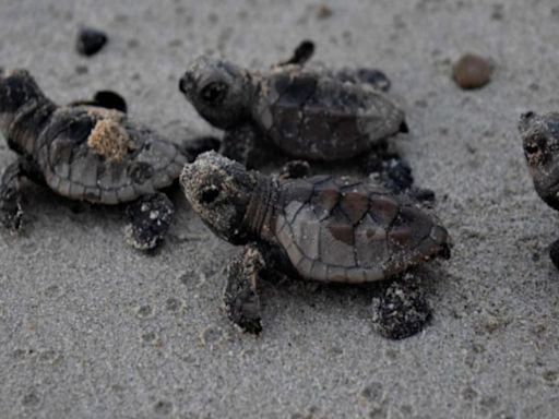 Campeche: En el balneario de Playa Bonita ya tienen los primeros reportes de huellas de tortugas