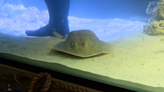 Hendersonville aquarium to stay closed as it cares for Charlotte the stingray