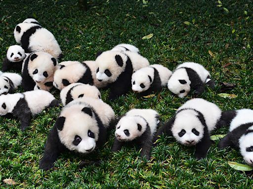 Why Are Pandas Endangered?