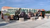 Indianapolis Zoo unveils new IndyGo bus design featuring new chimpanzees
