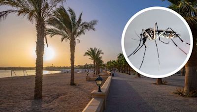 Dengue fever risk in Egypt's tourist resorts