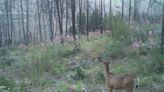 Wildfires reshape forests and change the behavior of animals that live there