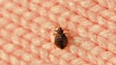 Can Bed Bugs Bite Through Your Clothes? Experts Share the Surprising Answer