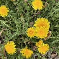 YARD AND GARDEN: Time to eat your weeds