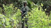La Policía colombiana cambia su estrategia de erradicación de cultivos ilícitos