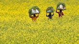 Activists accuse India of lapses in genetically modified mustard approval