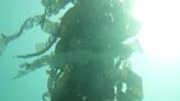 Inside the Quest for a Super Kelp That Can Survive Hotter Oceans