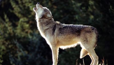 Why Washington’s wolf count is under scrutiny