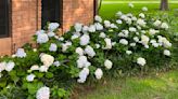 Neil Sperry column: There’s no need to mess with hydrangeas’ success