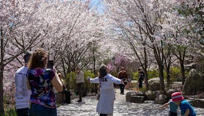 Cherry blossoms are in full bloom at Meijer Gardens