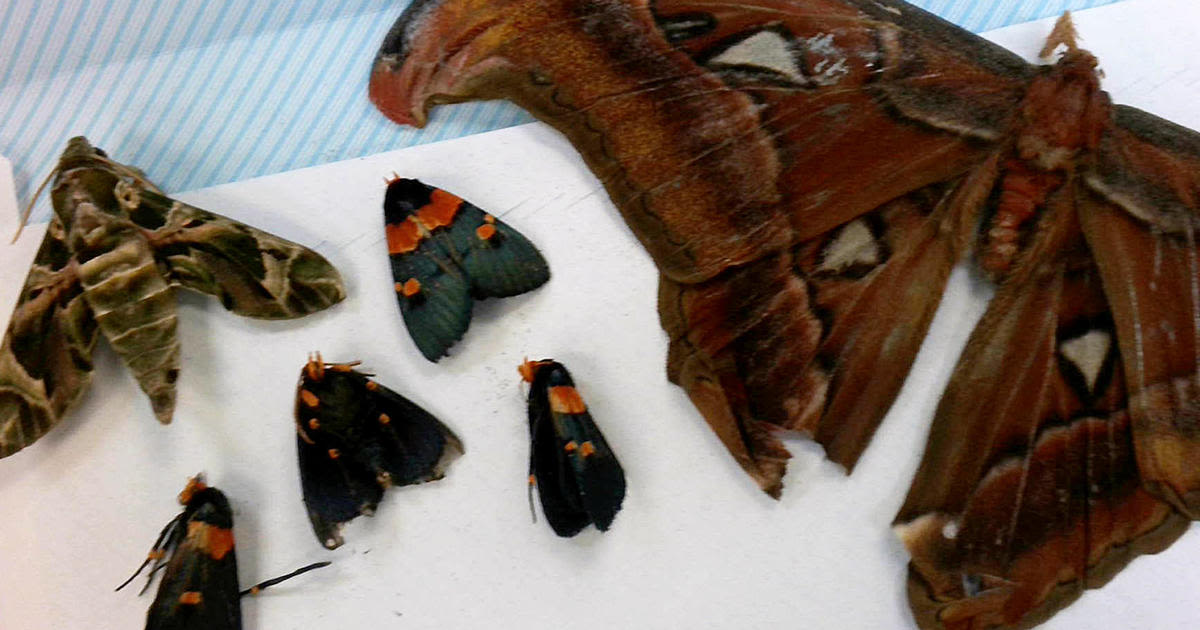 Philadelphia Customs officers intercept package containing 60 dead butterflies, officials say