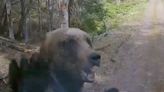 Mama Bear Attacks Driver Head-on, Smashes Truck Windshield - See the Video!