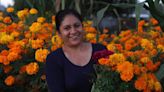 These Fresno residents maintain tradition of growing cempasúchil flowers