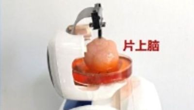 Chinese scientists create Frankenstein robot that has a HUMAN BRAIN