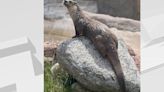 Red River Zoo celebrates World Otter Day