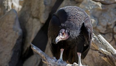 Critically endangered condor poached in Colorado, officials looking for information