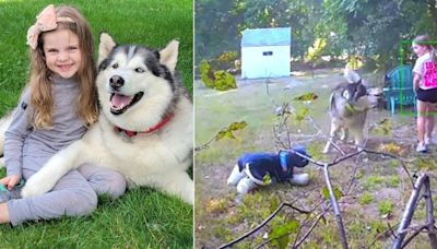 Young girl 'stole' neighbours dog and left cuddly husky in his place