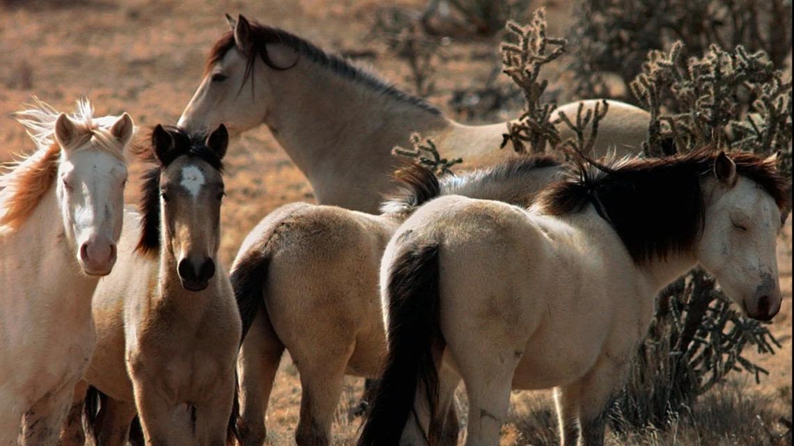 Wild horse, burro placement event coming to West Columbia