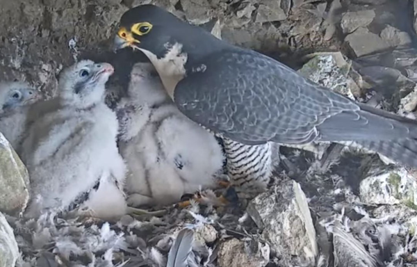 Watch four Peregrine falcon chicks in a nest on Alcatraz Island