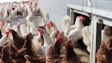 Labor Department investigating Alabama poultry plant for employing minors