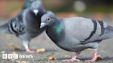 Southend suspicious pigeon deaths being investigated by RSPCA
