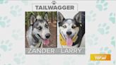 Today's tailwagger and last week's tailwagger are both up for adoption!