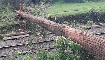 Heavy winds uproot 50 more trees in the Nilgiris