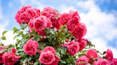 How and When to Deadhead Roses—The Secret to Beautiful, Long-Lasting Blooms