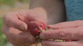 ‘Pretty impactful’: SC farm delays strawberry picking after hail storm