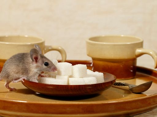 15 Smells That Mice Hate to Keep Them Away From Your Home For Good