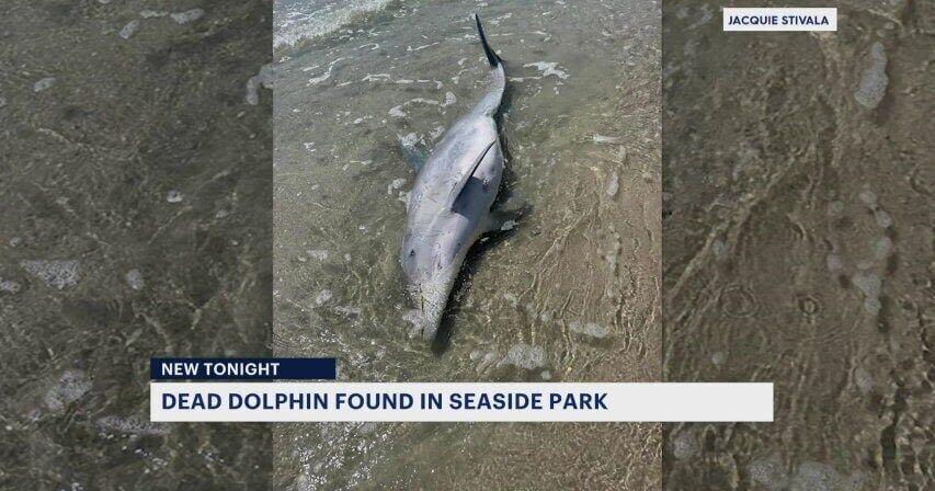 Another dead dolphin washes up along the Jersey Shore