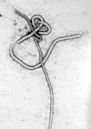 Ebolavirus