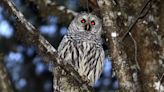 To save spotted owls, U.S. officials plan to kill thousands of barred owls along West Coast