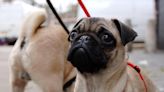London is dog theft capital of UK for ninth year in a row as thefts on rise across UK