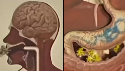 Fascinating video shows how fasting works inside the human body