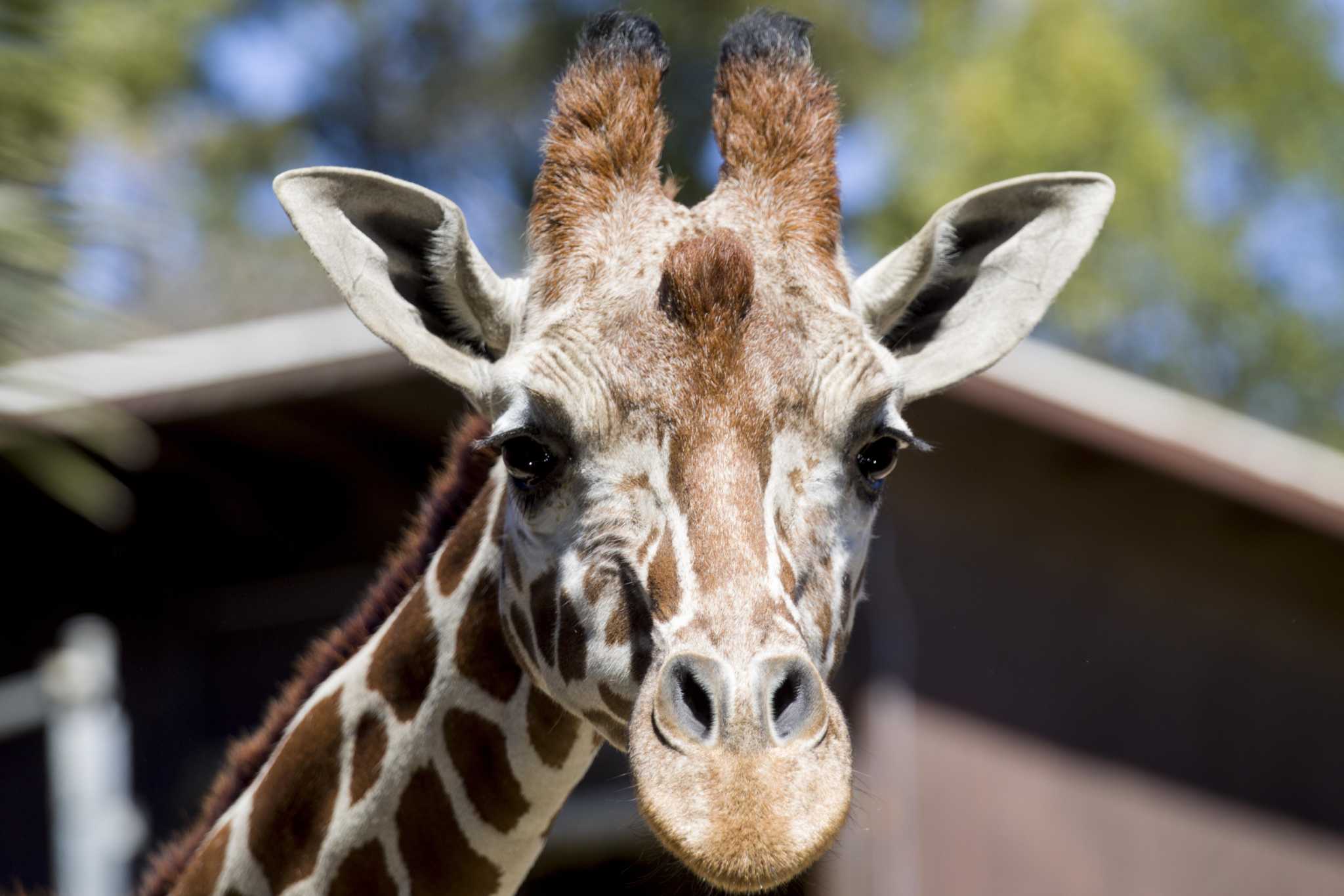 Watch: Giraffe lifts Texas toddler from vehicle during drive-thru safari