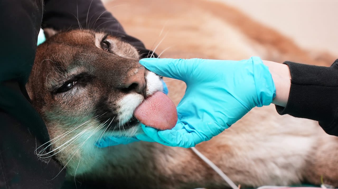 Mountain lion with fractured jaw returns to wild