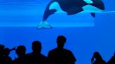 Kiska, 'World's Loneliest' Orca And Last Captive Whale In Canada, Has Died