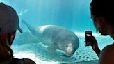 'Blood on their hands.' Advocates call for manatee's release from Mote Marine in Sarasota