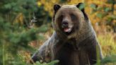 Photographer Mauled by Grizzly Bear in 'Surprise' Encounter