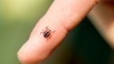 Tick-borne illness babesiosis is spreading in the US, CDC report shows