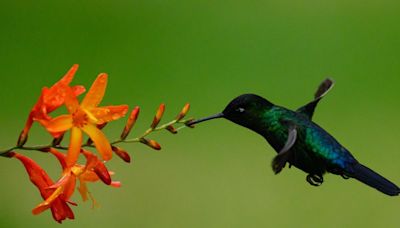 Comment les colibris peuvent-ils voler de manière aussi précise ? Des chercheurs découvrent leur secret