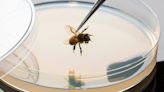 Scientists develop edible antiviral treatment for crucial pollinator: 'The engineered algae boost the bee's immune system'