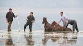 Laguna Aculeo: Intentan rescatar a grupo de caballos que está atrapado en el agua